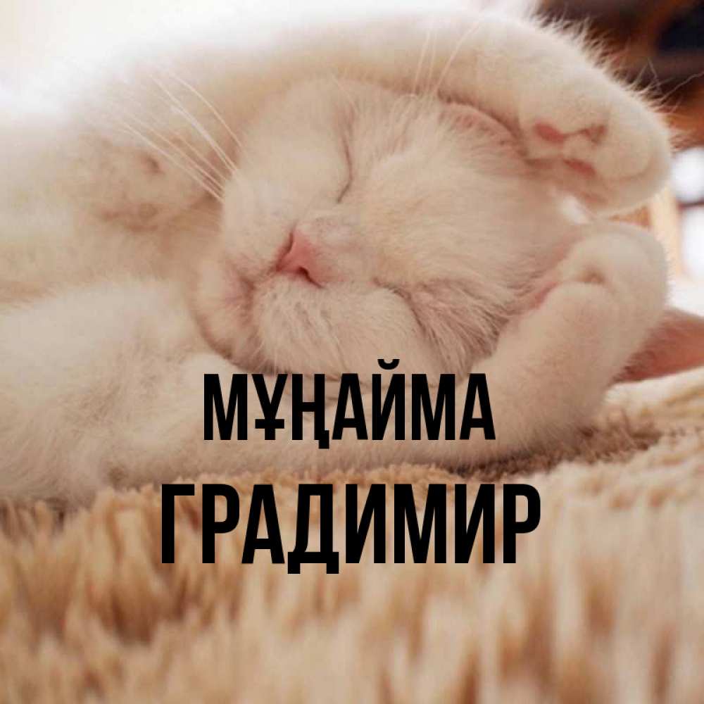 Күн сайын ашық хат с именем, Градимир Мұңайма Котенок спит Онлайн тегін жүктеп алу тілектері бар керемет карта 