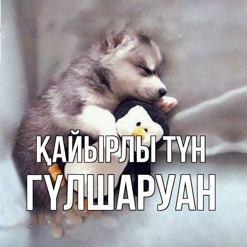Күн сайын ашық хат с именем, ГҮЛШАРУАН Қайырлы түн обнимашки щенка и пингвина Онлайн тегін жүктеп алу тілектері бар керемет карта 