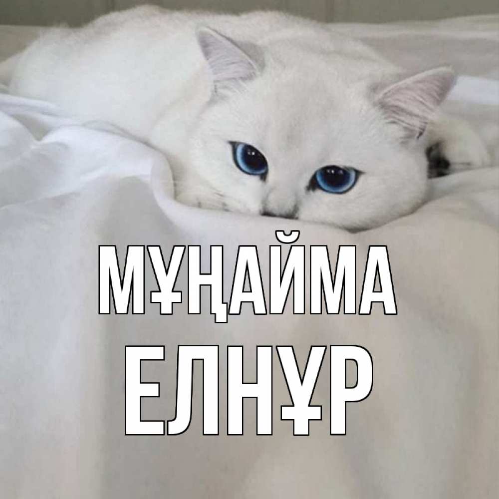 Күн сайын ашық хат с именем, Елнұр Мұңайма белый кот с голубыми глазами на белоснежной кровати Онлайн тегін жүктеп алу тілектері бар керемет карта 