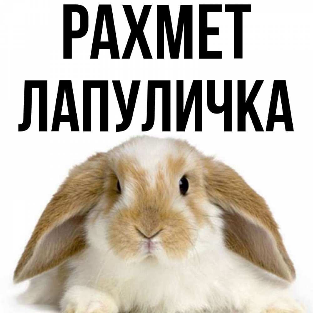 Күн сайын ашық хат с именем, Лапуличка рахмет коричнево белый заяц Онлайн тегін жүктеп алу тілектері бар керемет карта 