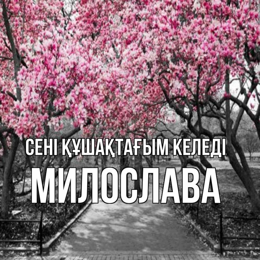 Күн сайын ашық хат с именем, Милослава сені құшақтағым келеді обработанное фото Онлайн тегін жүктеп алу тілектері бар керемет карта 