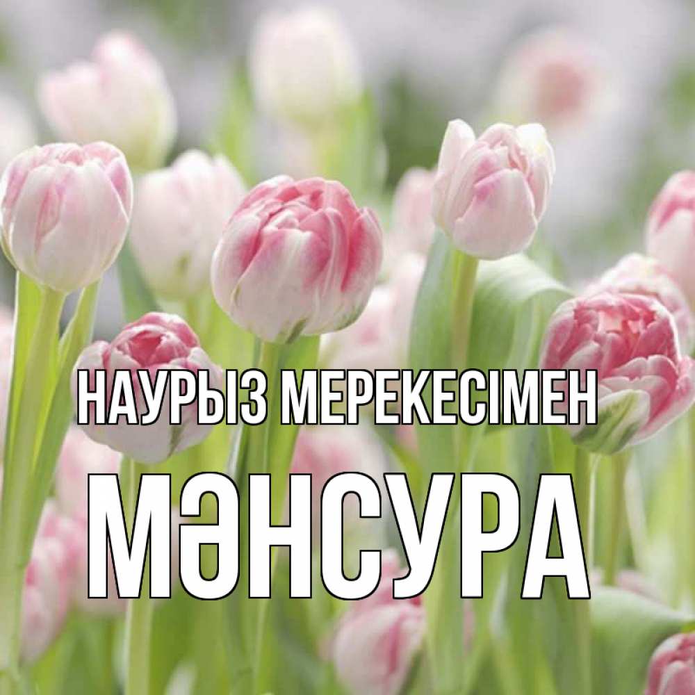 Күн сайын ашық хат с именем, МӘНСУРА Наурыз мерекесімен цветы Онлайн тегін жүктеп алу тілектері бар керемет карта 