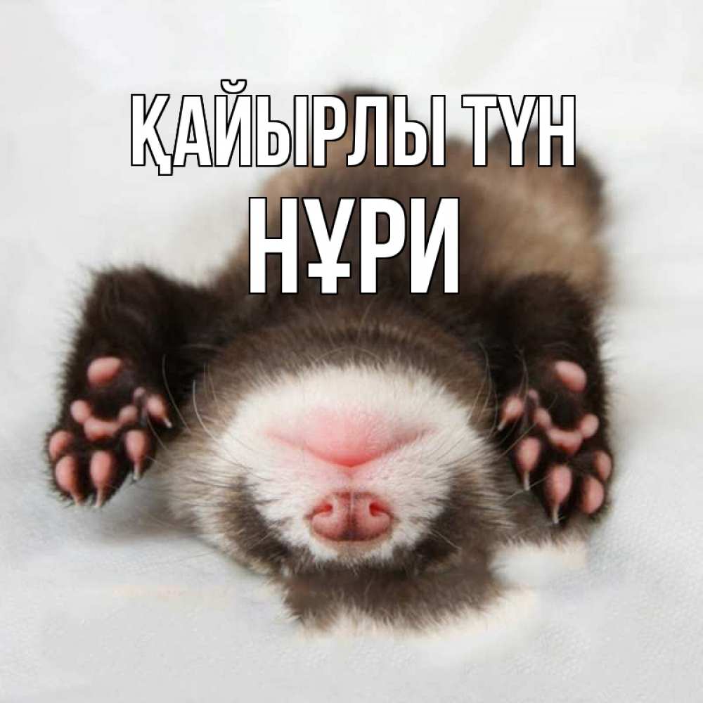 Күн сайын ашық хат с именем, НҰРИ Қайырлы түн зверек Онлайн тегін жүктеп алу тілектері бар керемет карта 