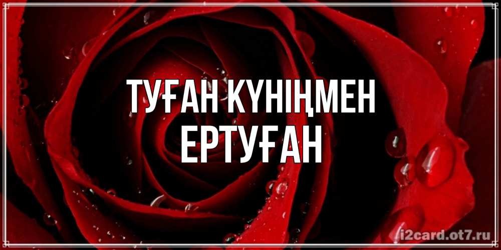 Күн сайын ашық хат с именем, Ертуған Туған күніңмен крупная бордовая роза Онлайн тегін жүктеп алу тілектері бар керемет карта 