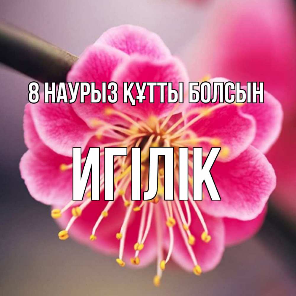 Күн сайын ашық хат с именем, Игілік 8 наурыз құтты болсын цветы Онлайн тегін жүктеп алу тілектері бар керемет карта 
