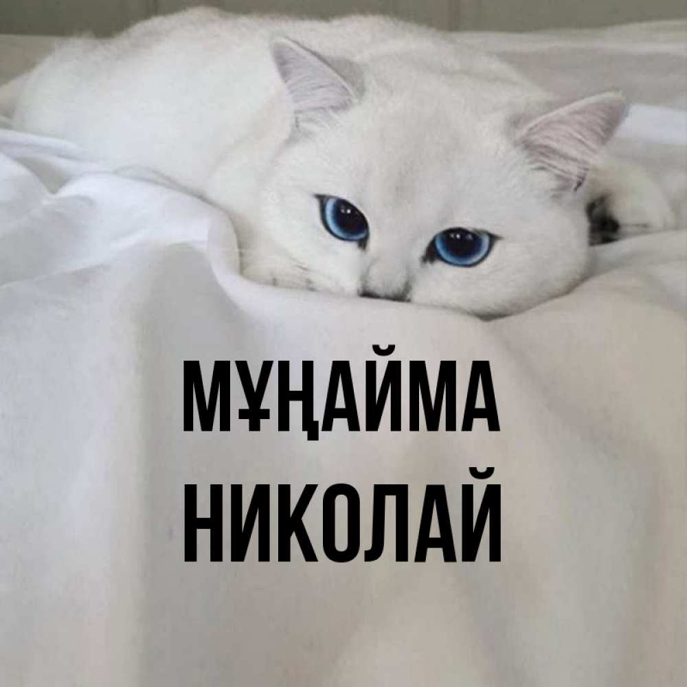 Күн сайын ашық хат с именем, Николай Мұңайма Голубоглазая кошка Онлайн тегін жүктеп алу тілектері бар керемет карта 