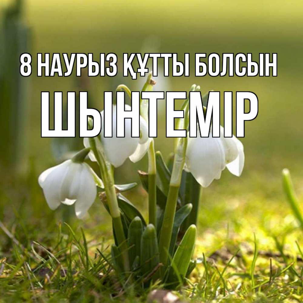 Күн сайын ашық хат с именем, ШЫНТЕМІР 8 наурыз құтты болсын ранние цветы 2 Онлайн тегін жүктеп алу тілектері бар керемет карта 