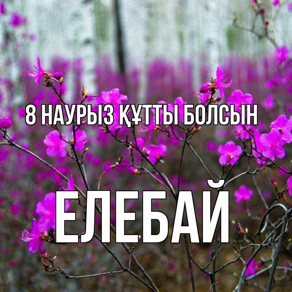 Күн сайын ашық хат с именем, Елебай 8 наурыз құтты болсын дикие цветы Онлайн тегін жүктеп алу тілектері бар керемет карта 