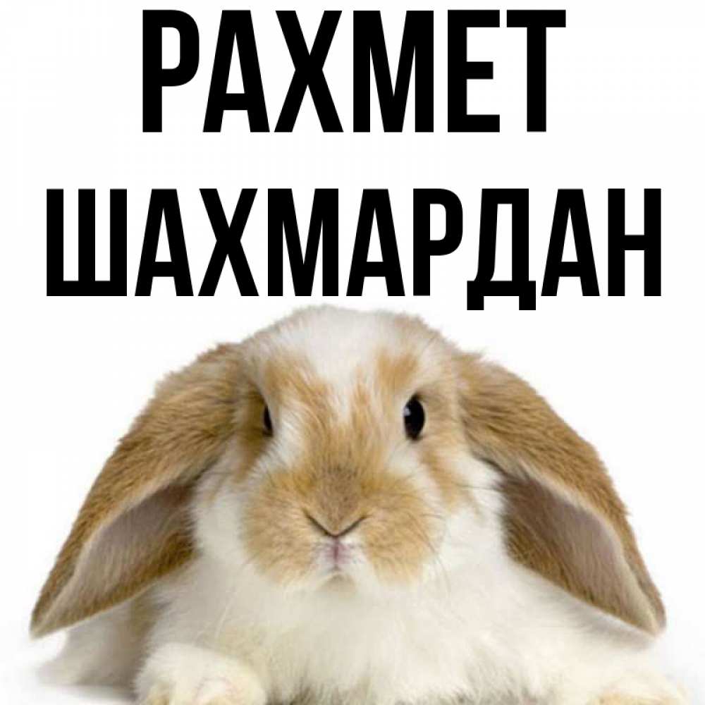 Күн сайын ашық хат с именем, ШАХМАРДАН рахмет коричнево белый заяц Онлайн тегін жүктеп алу тілектері бар керемет карта 