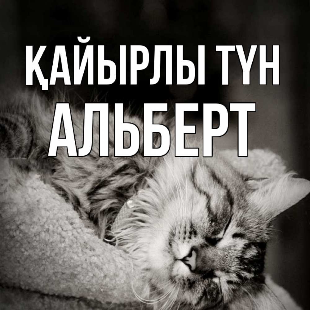 Күн сайын ашық хат с именем, Альберт Қайырлы түн котярик пушистый Онлайн тегін жүктеп алу тілектері бар керемет карта 