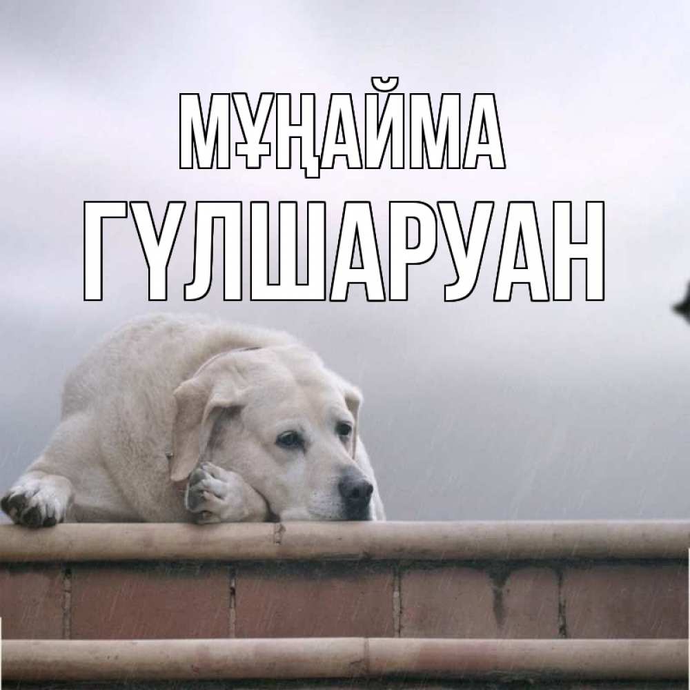 Күн сайын ашық хат с именем, ГҮЛШАРУАН Мұңайма белый пес 1 Онлайн тегін жүктеп алу тілектері бар керемет карта 