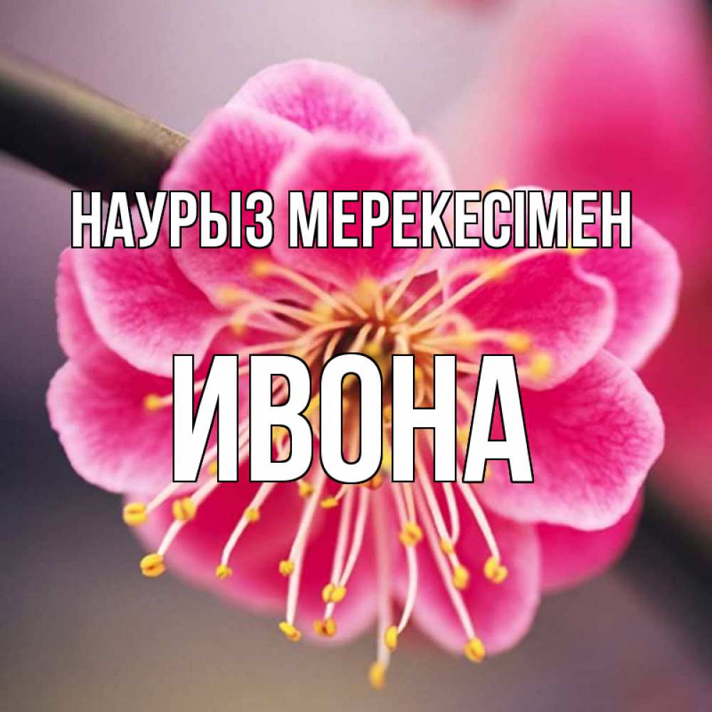 Күн сайын ашық хат с именем, Ивона Наурыз мерекесімен цветы Онлайн тегін жүктеп алу тілектері бар керемет карта 