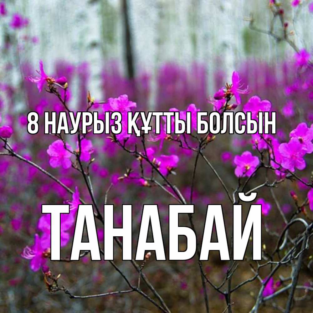 Күн сайын ашық хат с именем, ТАНАБАЙ 8 наурыз құтты болсын дикие цветы Онлайн тегін жүктеп алу тілектері бар керемет карта 