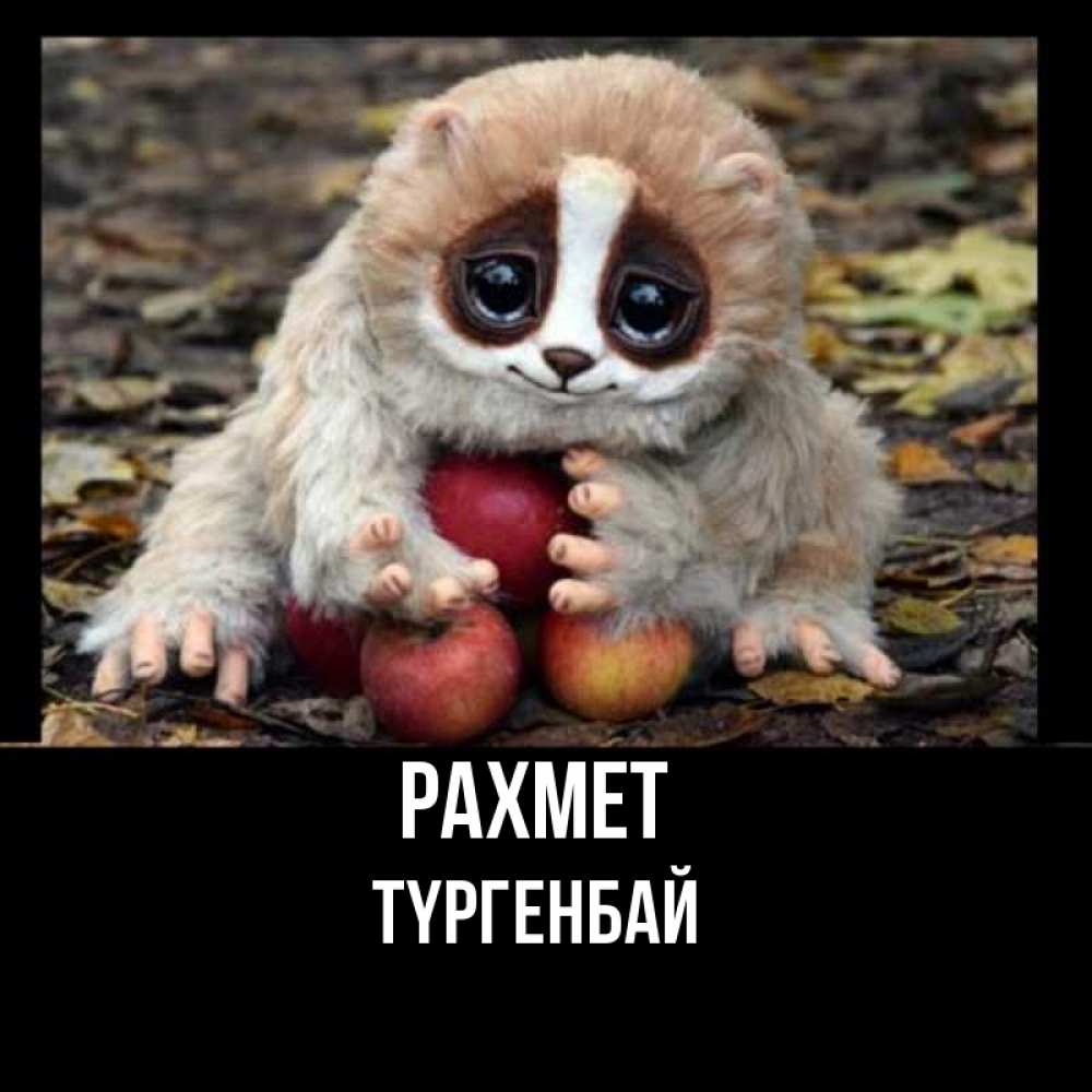 Күн сайын ашық хат с именем, ТҮРГЕНБАЙ рахмет прикольное животное Онлайн тегін жүктеп алу тілектері бар керемет карта 