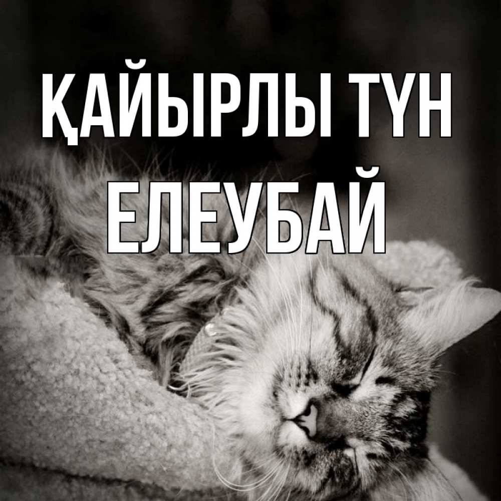 Күн сайын ашық хат с именем, Елеубай Қайырлы түн котярик пушистый Онлайн тегін жүктеп алу тілектері бар керемет карта 