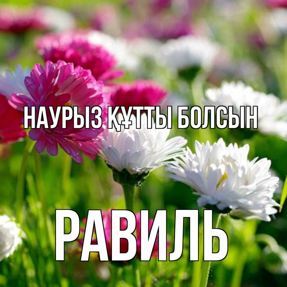 Күн сайын ашық хат с именем, Равиль Наурыз құтты болсын наурыз Онлайн тегін жүктеп алу тілектері бар керемет карта 