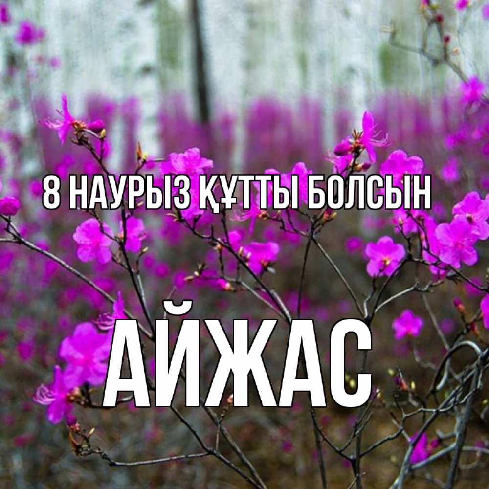 Күн сайын ашық хат с именем, Айжас 8 наурыз құтты болсын дикие цветы Онлайн тегін жүктеп алу тілектері бар керемет карта 