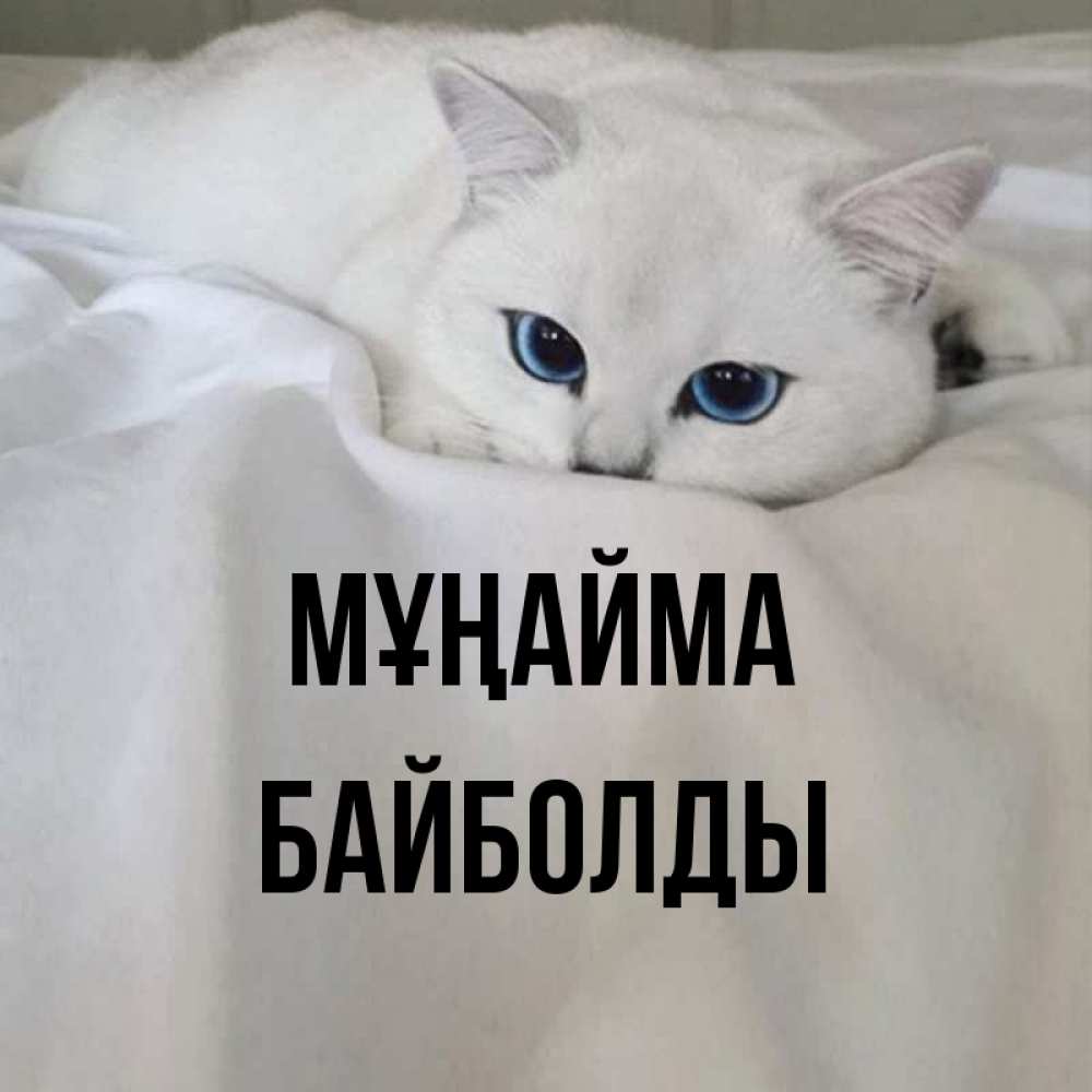 Күн сайын ашық хат с именем, Байболды Мұңайма Голубоглазая кошка Онлайн тегін жүктеп алу тілектері бар керемет карта 