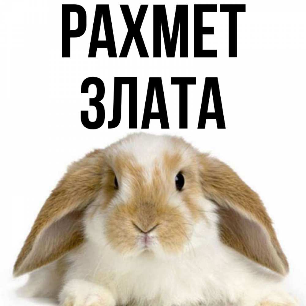 Күн сайын ашық хат с именем, Злата рахмет коричнево белый заяц Онлайн тегін жүктеп алу тілектері бар керемет карта 