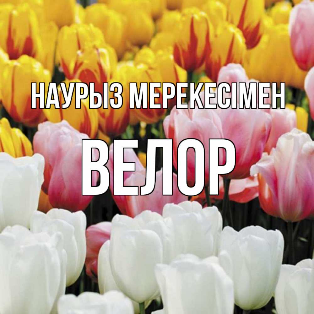 Күн сайын ашық хат с именем, Велор Наурыз мерекесімен разноцветные цветы Онлайн тегін жүктеп алу тілектері бар керемет карта 
