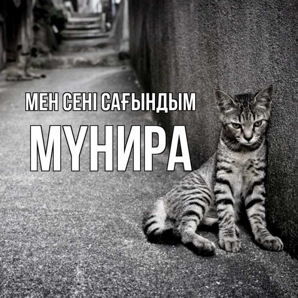 Күн сайын ашық хат с именем, МҮНИРА Мен сені сағындым одиноко котику Онлайн тегін жүктеп алу тілектері бар керемет карта 