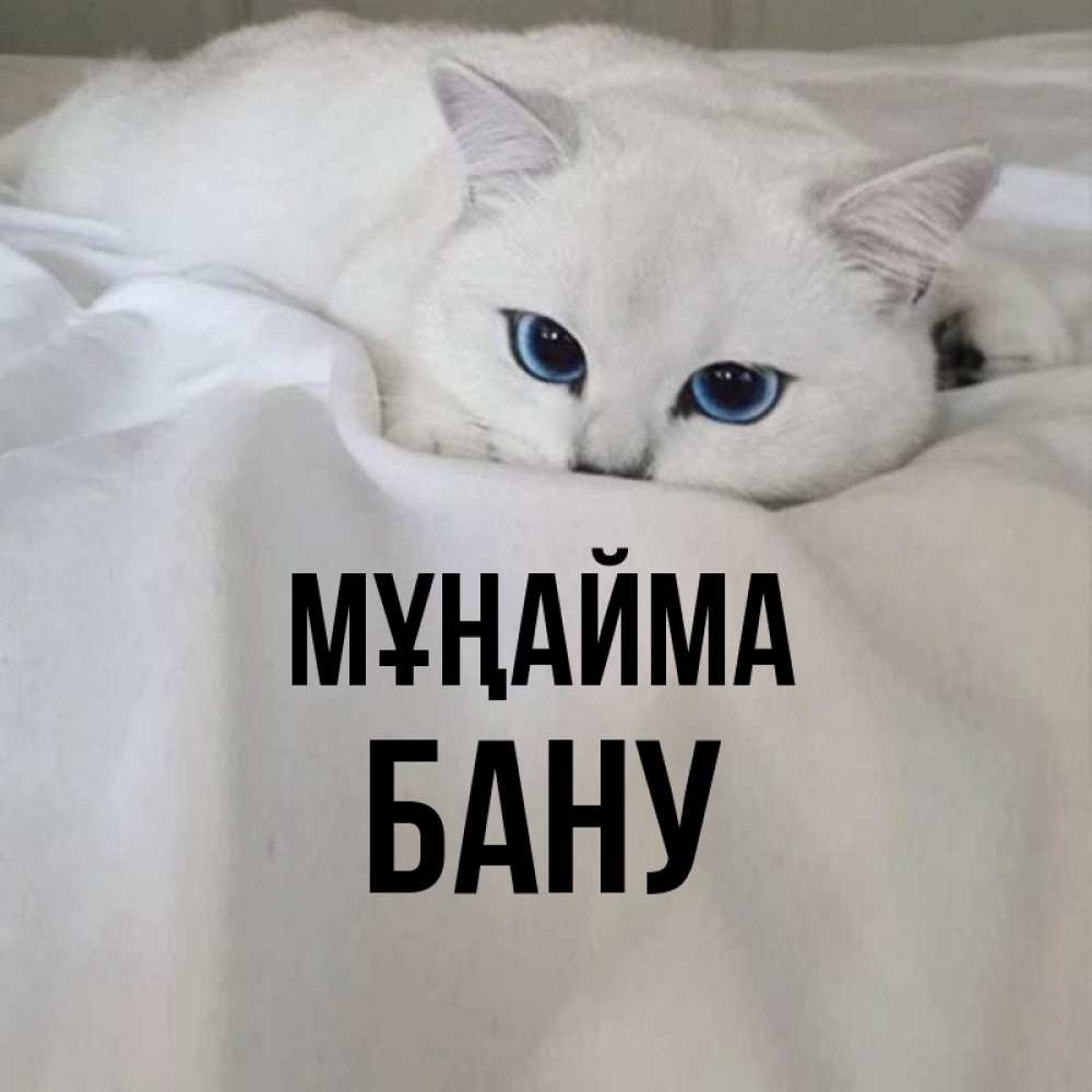 Күн сайын ашық хат с именем, БАНУ Мұңайма Голубоглазая кошка Онлайн тегін жүктеп алу тілектері бар керемет карта 