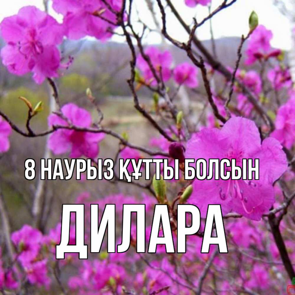 Күн сайын ашық хат с именем, Дилара 8 наурыз құтты болсын международный женский день Онлайн тегін жүктеп алу тілектері бар керемет карта 