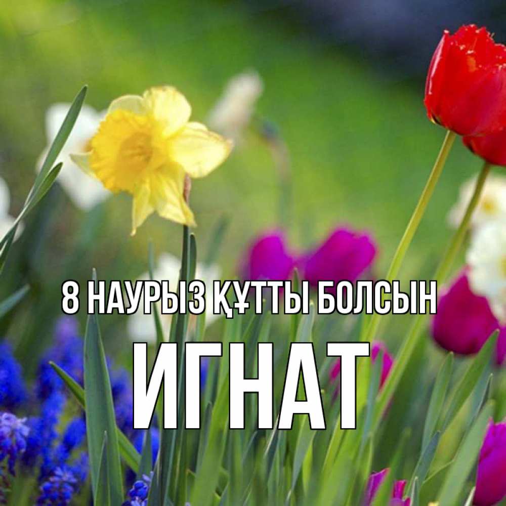 Күн сайын ашық хат с именем, Игнат 8 наурыз құтты болсын международный женский день 3 Онлайн тегін жүктеп алу тілектері бар керемет карта 