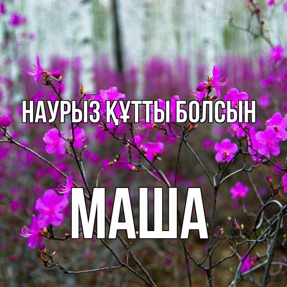 Күн сайын ашық хат с именем, Маша Наурыз құтты болсын дикие цветы Онлайн тегін жүктеп алу тілектері бар керемет карта 