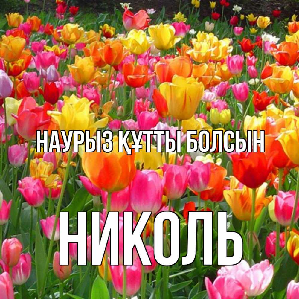 Күн сайын ашық хат с именем, Николь Наурыз құтты болсын на наурыз  ура ура Онлайн тегін жүктеп алу тілектері бар керемет карта 