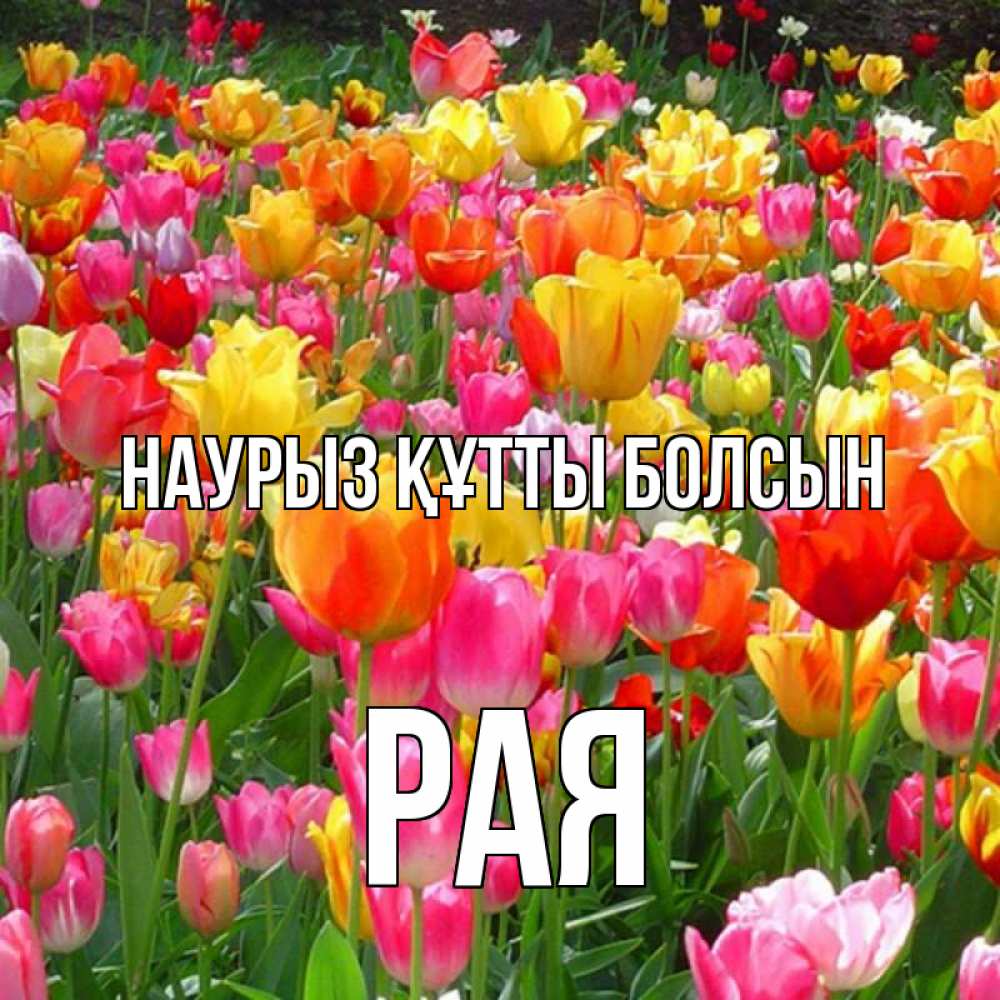 Күн сайын ашық хат с именем, Рая Наурыз құтты болсын на наурыз  ура ура Онлайн тегін жүктеп алу тілектері бар керемет карта 