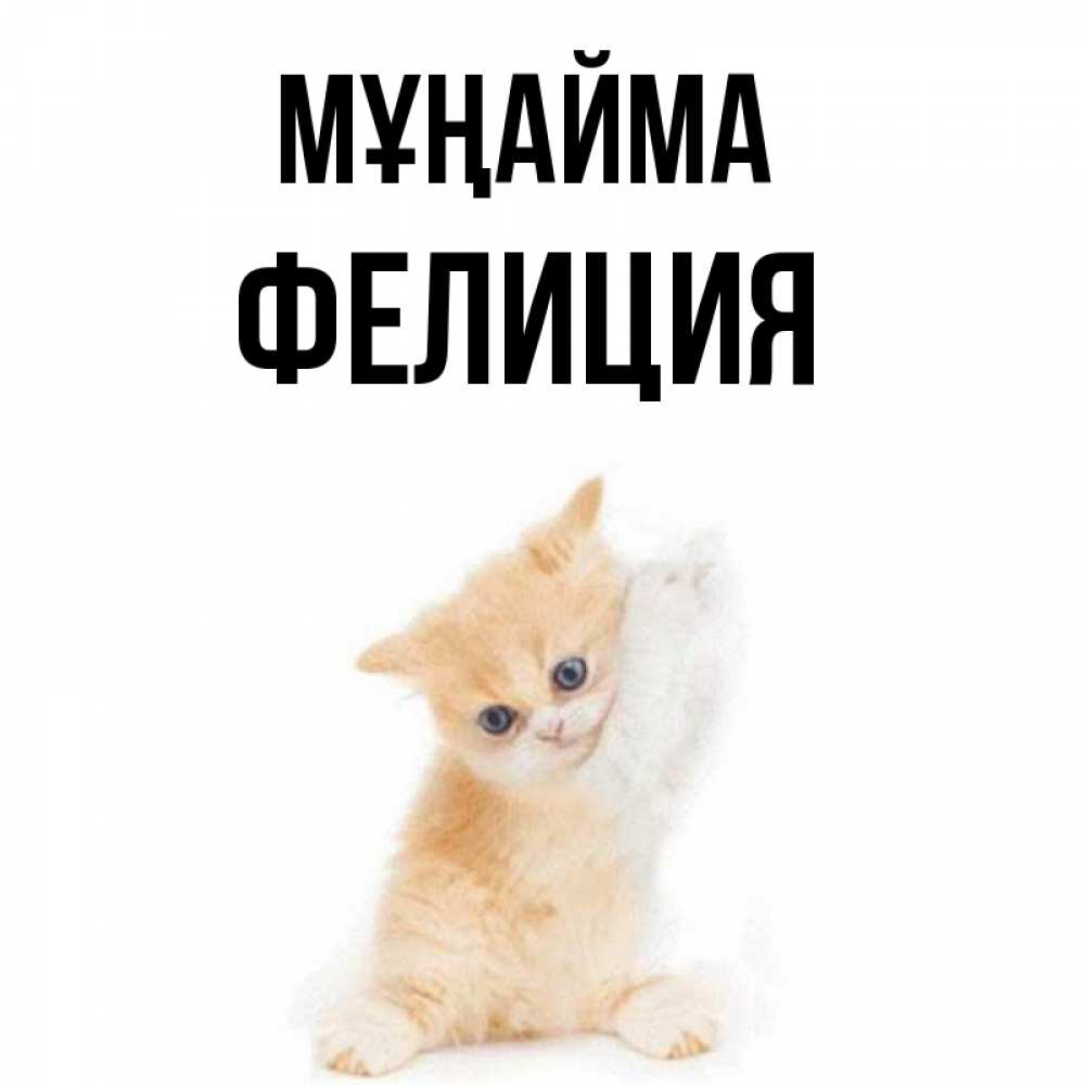 Күн сайын ашық хат с именем, Фелиция Мұңайма просящий кот Онлайн тегін жүктеп алу тілектері бар керемет карта 
