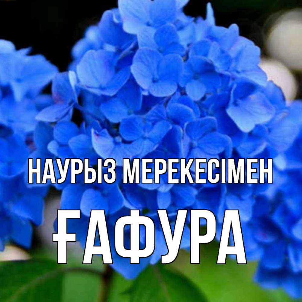 Күн сайын ашық хат с именем, ҒАФУРА Наурыз мерекесімен синие цветы Онлайн тегін жүктеп алу тілектері бар керемет карта 