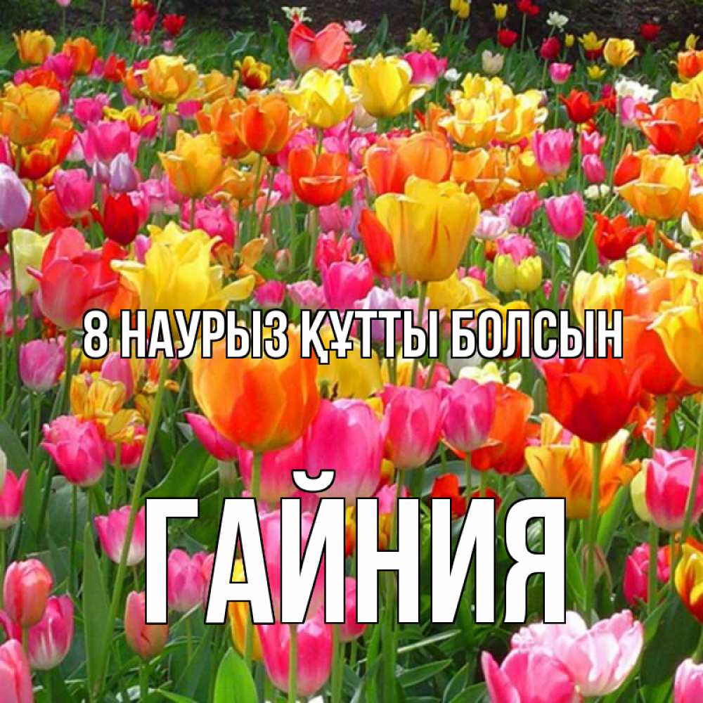 Күн сайын ашық хат с именем, ГАЙНИЯ 8 наурыз құтты болсын на международный женский день Онлайн тегін жүктеп алу тілектері бар керемет карта 