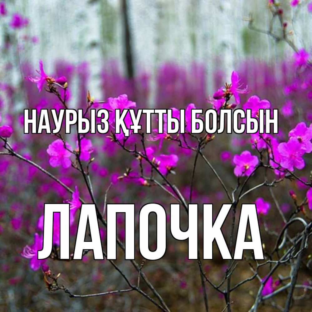 Күн сайын ашық хат с именем, Лапочка Наурыз құтты болсын дикие цветы Онлайн тегін жүктеп алу тілектері бар керемет карта 