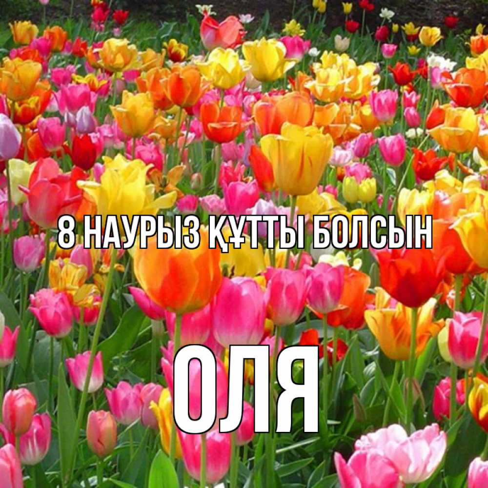 Күн сайын ашық хат с именем, Оля 8 наурыз құтты болсын на международный женский день Онлайн тегін жүктеп алу тілектері бар керемет карта 