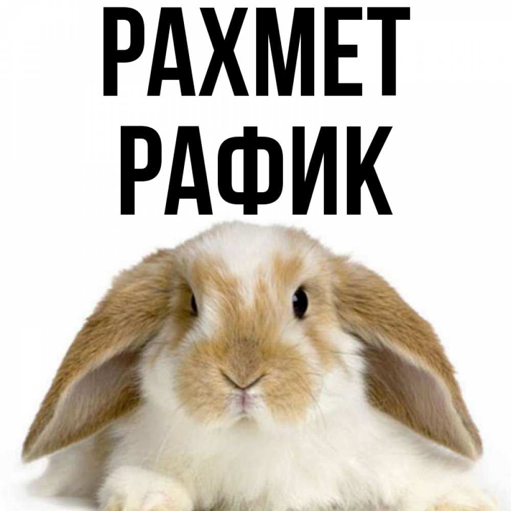 Күн сайын ашық хат с именем, РАФИК рахмет коричнево белый заяц Онлайн тегін жүктеп алу тілектері бар керемет карта 