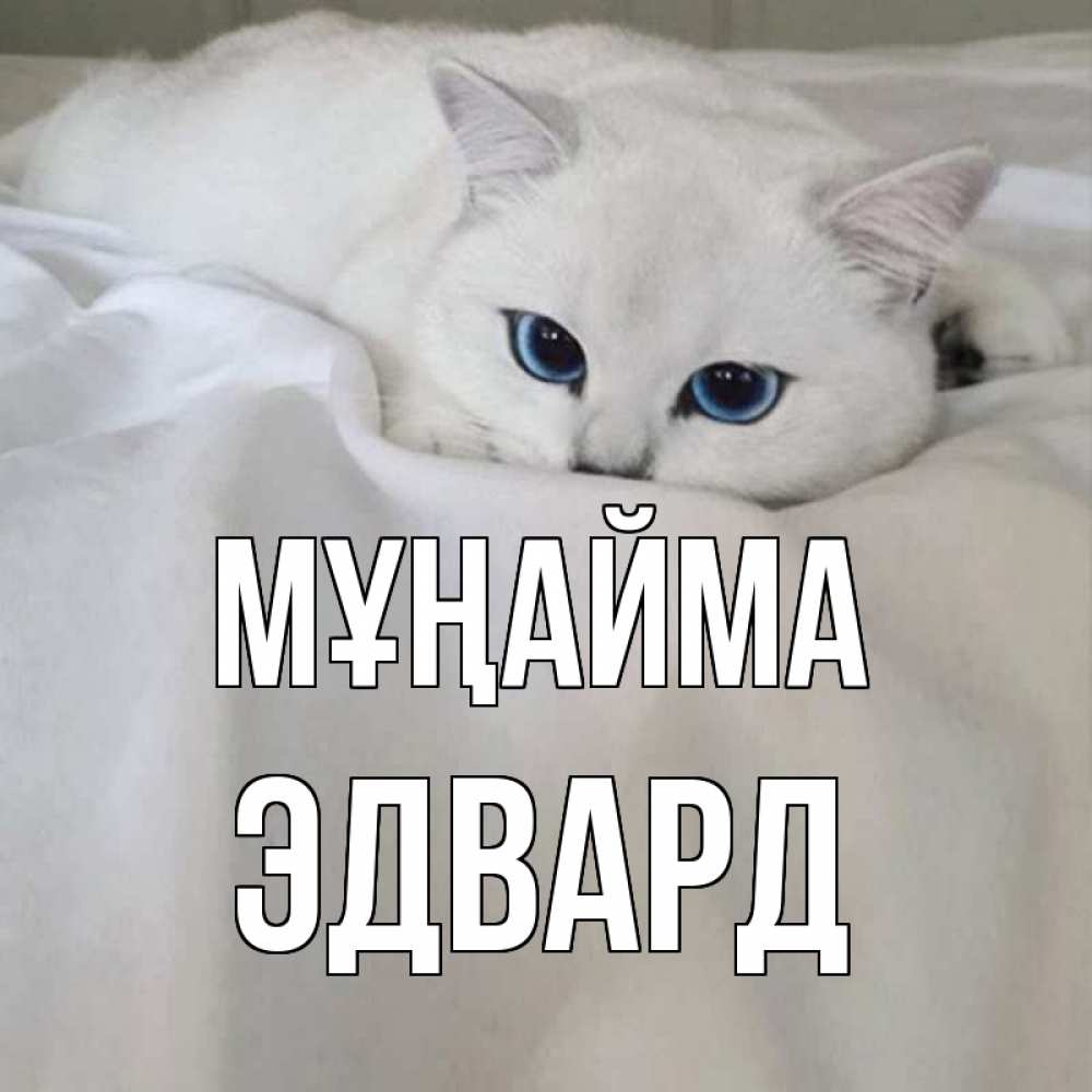 Күн сайын ашық хат с именем, Эдвард Мұңайма белый кот с голубыми глазами на белоснежной кровати Онлайн тегін жүктеп алу тілектері бар керемет карта 