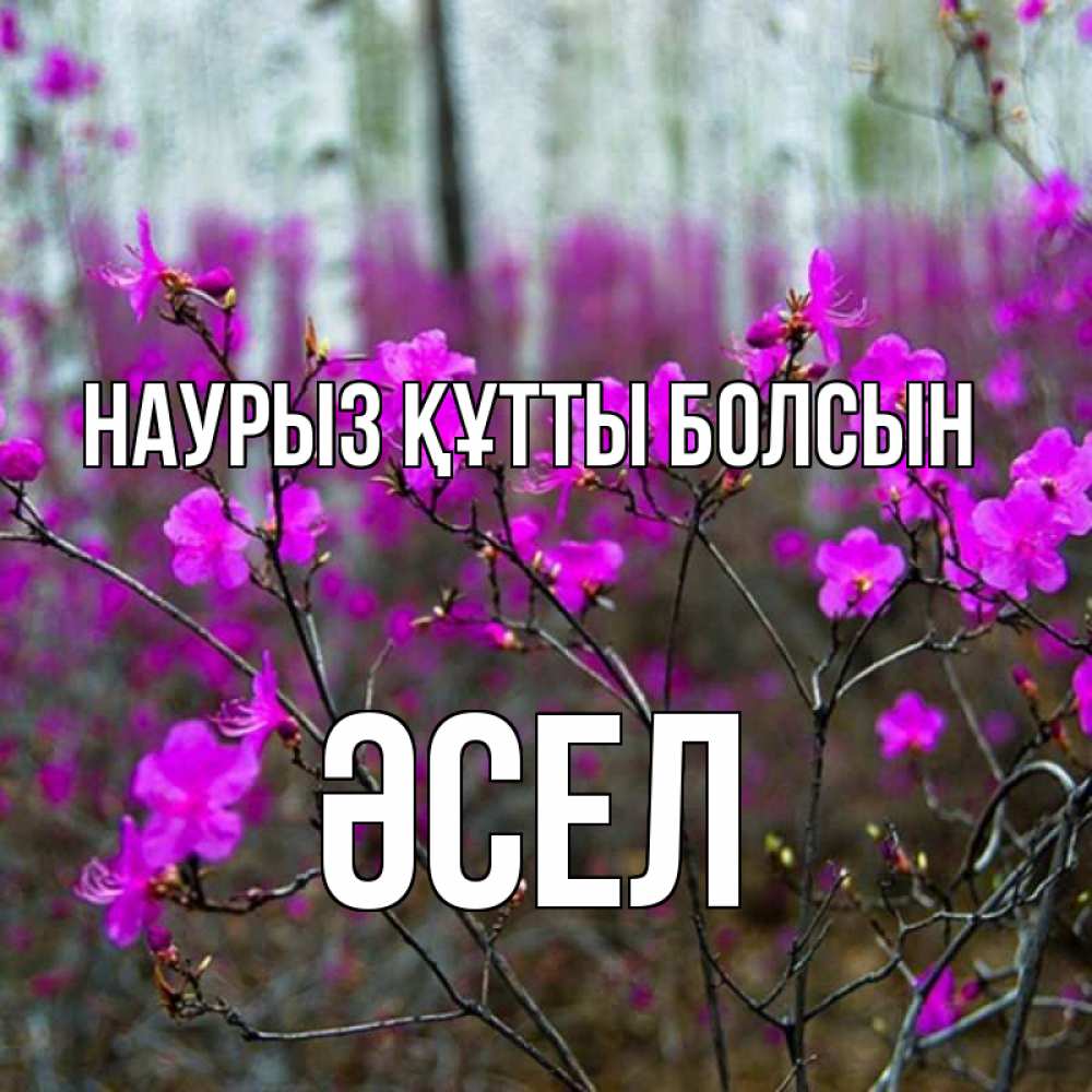 Күн сайын ашық хат с именем, ӘСЕЛ Наурыз құтты болсын дикие цветы Онлайн тегін жүктеп алу тілектері бар керемет карта 