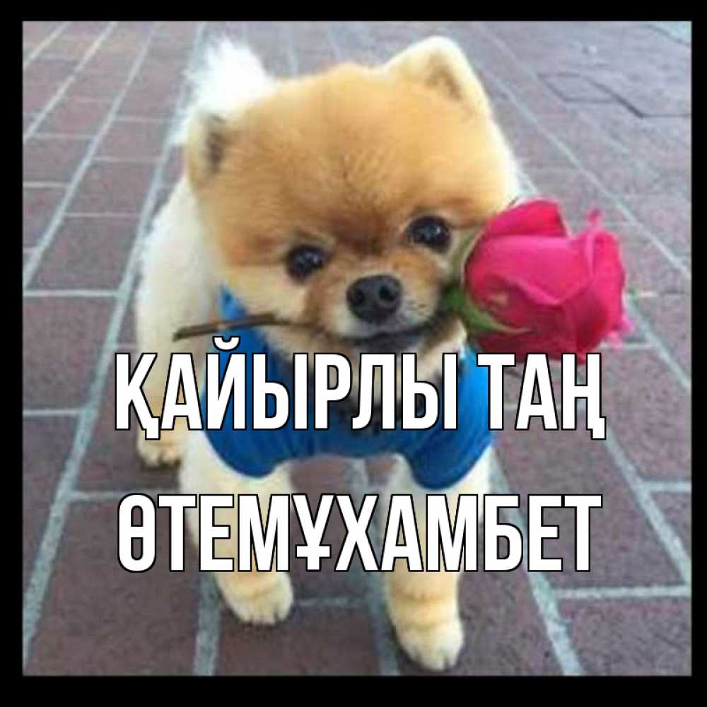 Күн сайын ашық хат с именем, ӨТЕМҰХАМБЕТ Қайырлы таң роза в зубах Онлайн тегін жүктеп алу тілектері бар керемет карта 