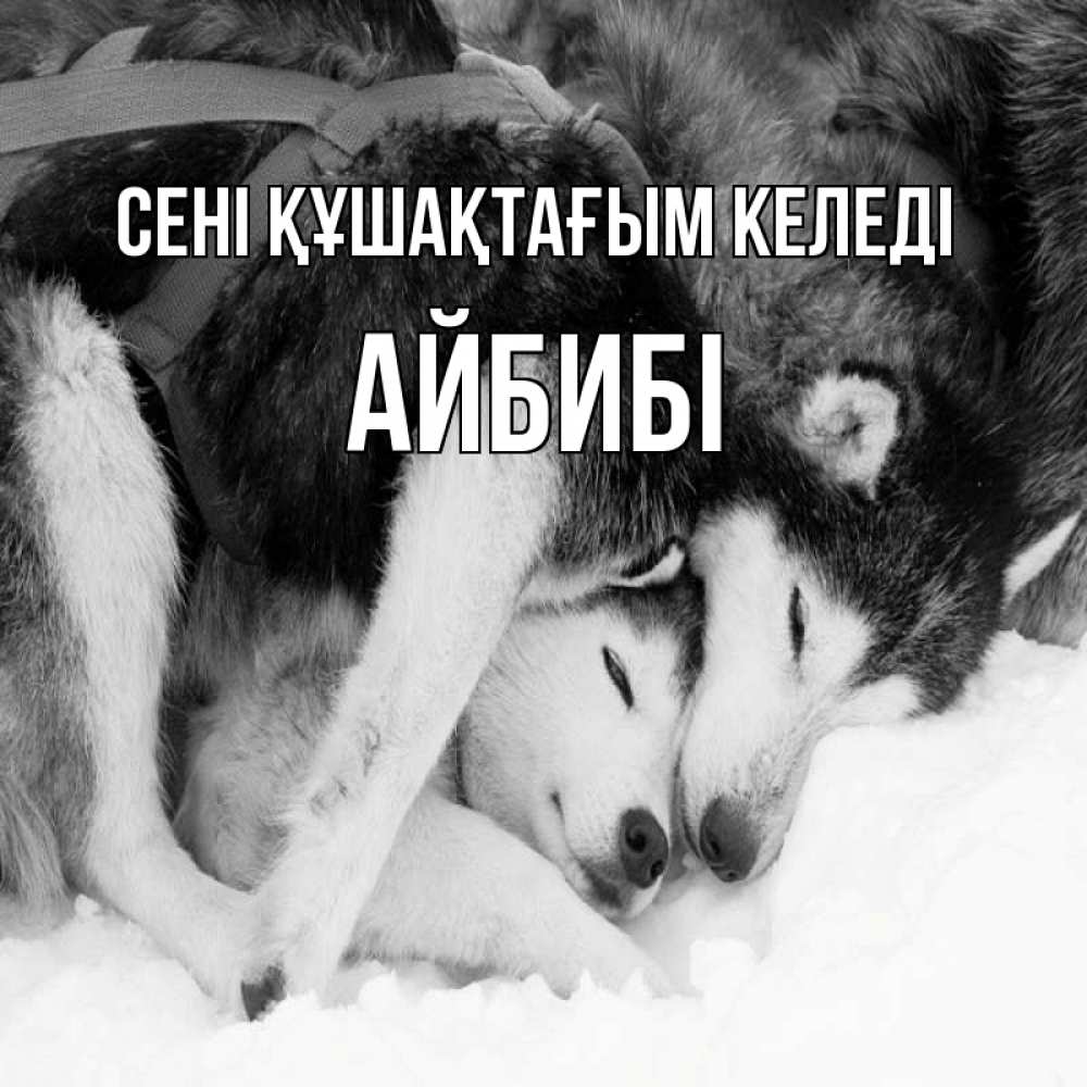 Күн сайын ашық хат с именем, АЙБИБІ сені құшақтағым келеді собачки в упряжке Онлайн тегін жүктеп алу тілектері бар керемет карта 