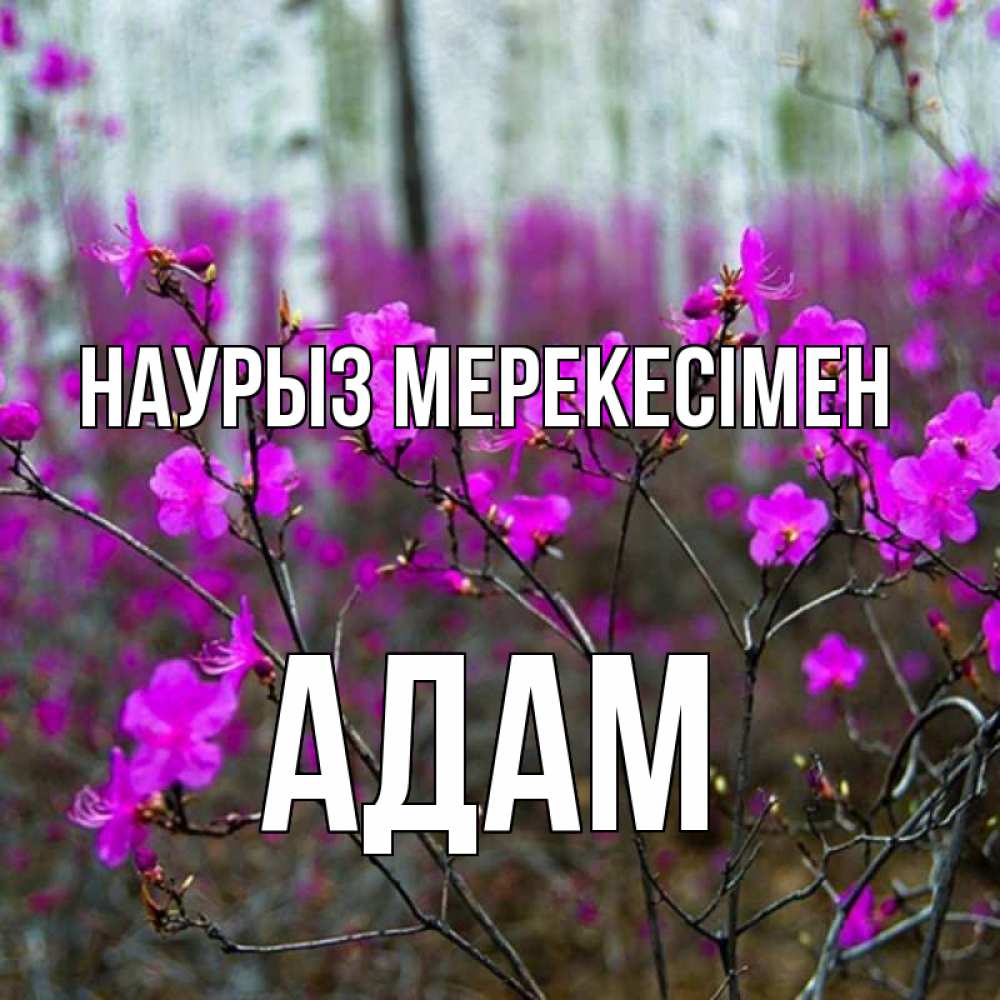 Күн сайын ашық хат с именем, Адам Наурыз мерекесімен дикие цветы Онлайн тегін жүктеп алу тілектері бар керемет карта 