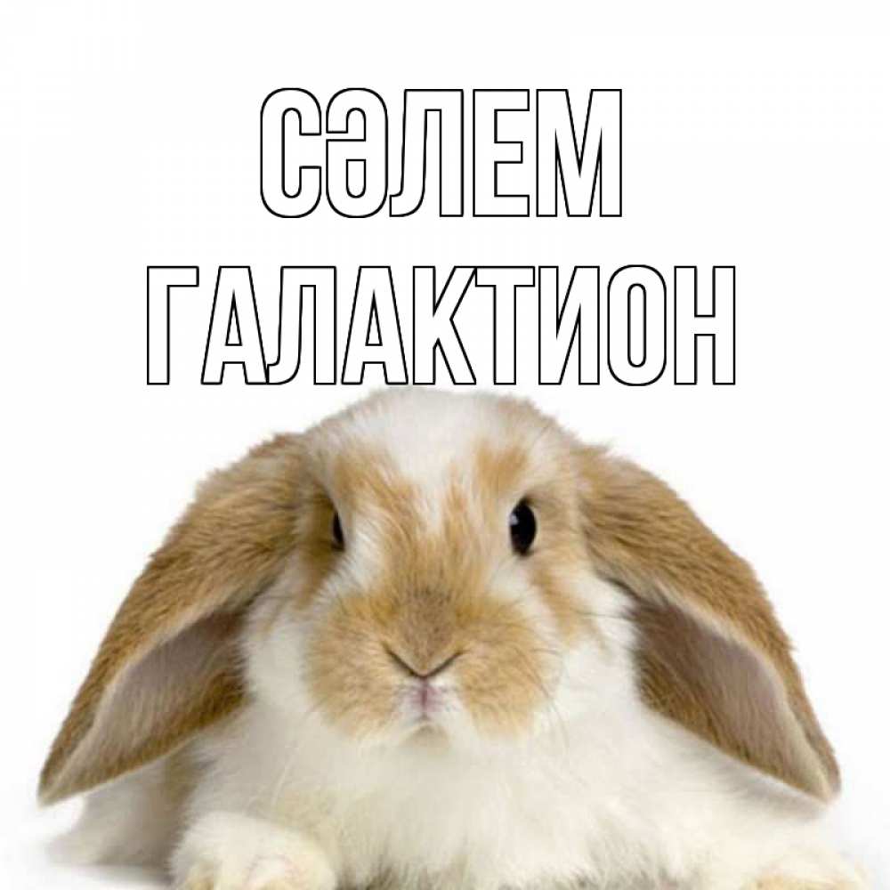 Күн сайын ашық хат с именем, Галактион Сәлем с животными Онлайн тегін жүктеп алу тілектері бар керемет карта 