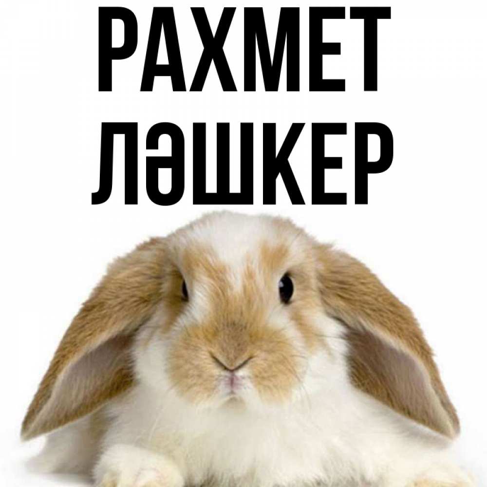 Күн сайын ашық хат с именем, ЛӘШКЕР рахмет коричнево белый заяц Онлайн тегін жүктеп алу тілектері бар керемет карта 