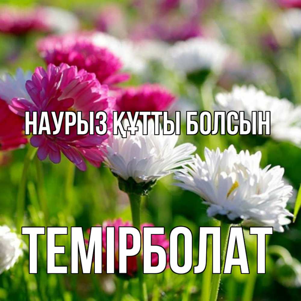 Күн сайын ашық хат с именем, ТЕМІРБОЛАТ Наурыз құтты болсын наурыз Онлайн тегін жүктеп алу тілектері бар керемет карта 