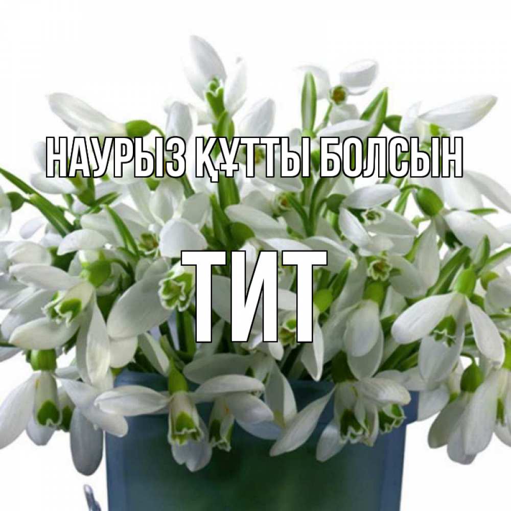 Күн сайын ашық хат с именем, Тит Наурыз құтты болсын цветы к наурызу Онлайн тегін жүктеп алу тілектері бар керемет карта 