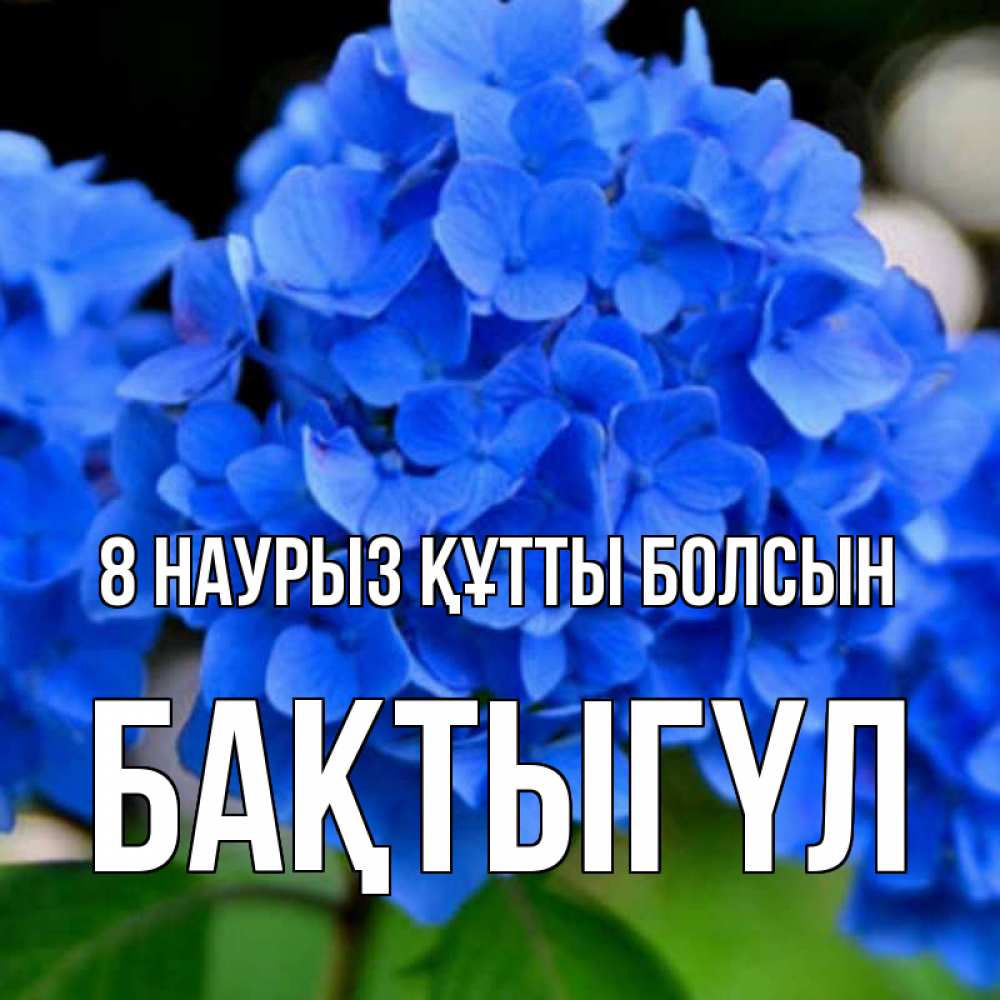 Күн сайын ашық хат с именем, БАҚТЫГҮЛ 8 наурыз құтты болсын синие цветы Онлайн тегін жүктеп алу тілектері бар керемет карта 