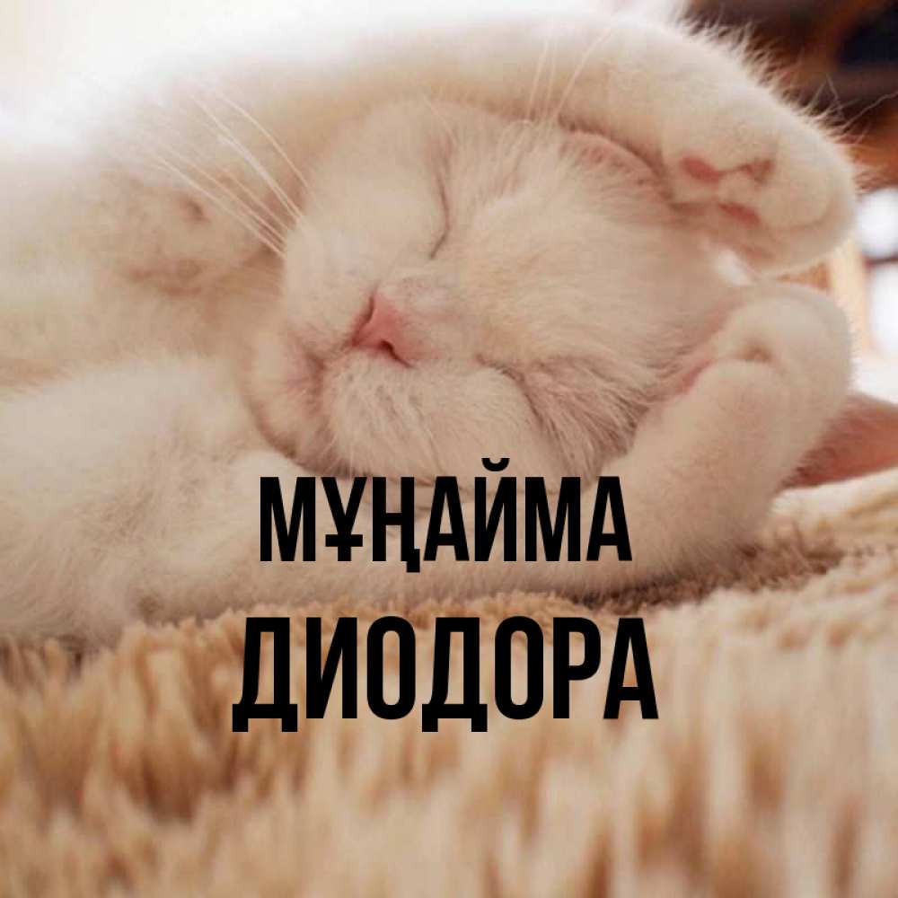 Күн сайын ашық хат с именем, Диодора Мұңайма Котенок спит Онлайн тегін жүктеп алу тілектері бар керемет карта 
