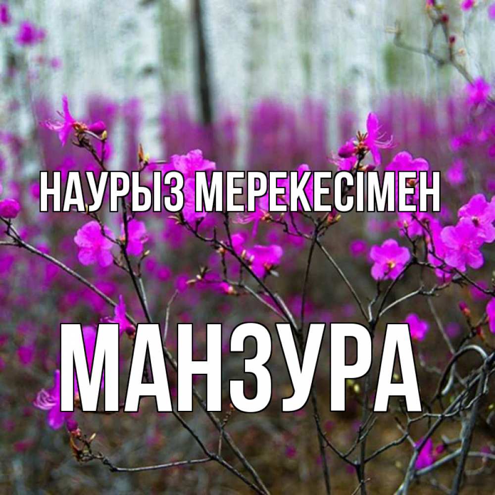 Күн сайын ашық хат с именем, МАНЗУРА Наурыз мерекесімен дикие цветы Онлайн тегін жүктеп алу тілектері бар керемет карта 