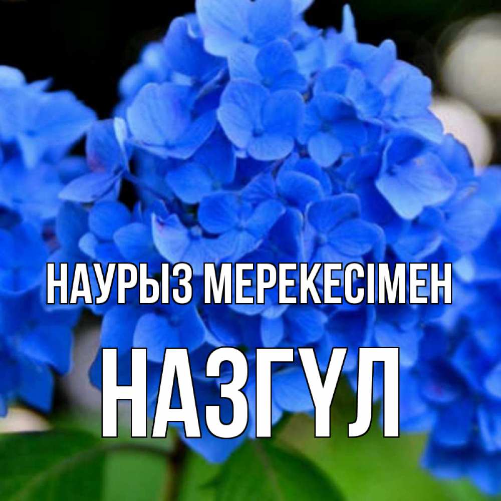 Күн сайын ашық хат с именем, НАЗГҮЛ Наурыз мерекесімен синие цветы Онлайн тегін жүктеп алу тілектері бар керемет карта 
